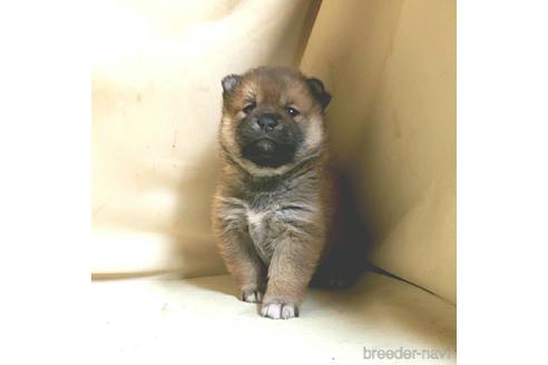 成約済の茨城県のミックス犬-159780の2枚目
