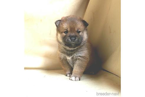 成約済の茨城県のミックス犬-159780の1枚目