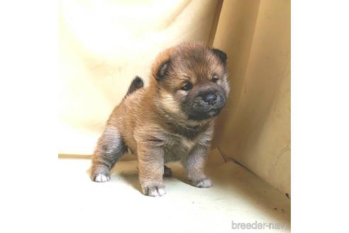 成約済の茨城県のミックス犬-159780の3枚目