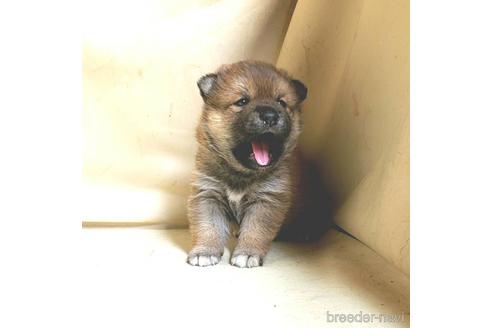 成約済の茨城県のミックス犬-159780の4枚目