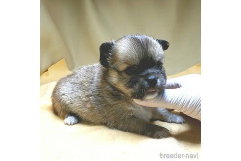 成約済の茨城県のチワワ(ロングコート)-160518の47枚目