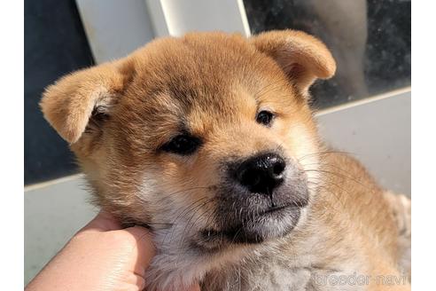 成約済の埼玉県の柴犬-155410の6枚目