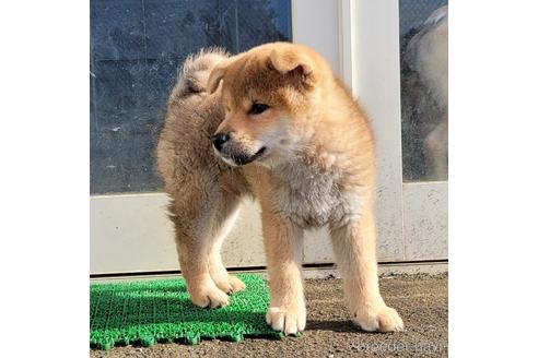 成約済の埼玉県の柴犬-155410の3枚目