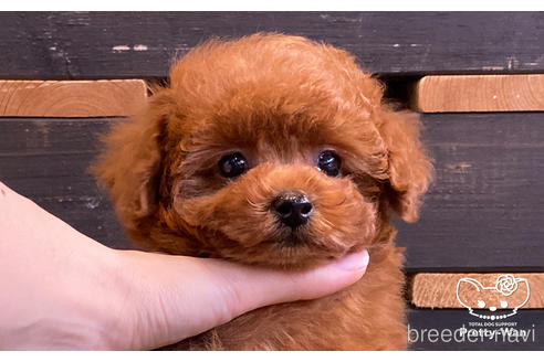 成約済の愛知県のタイニープードル-160545の5枚目