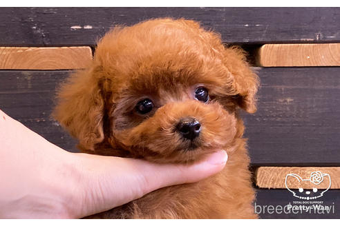 成約済の愛知県のタイニープードル-160545