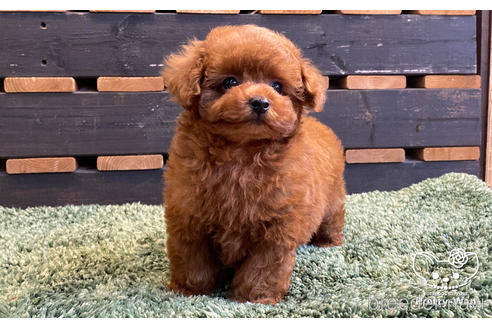 成約済の愛知県のタイニープードル-160545の3枚目