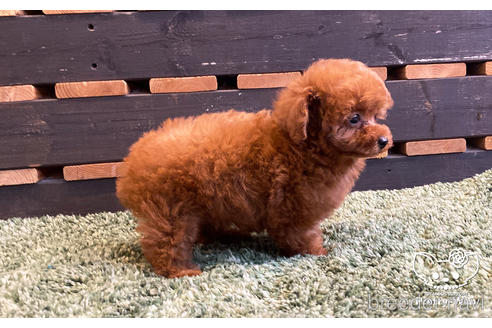 成約済の愛知県のタイニープードル-160545の2枚目