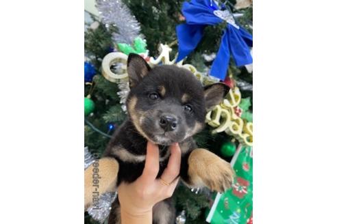 成約済の北海道の柴犬-159621の6枚目