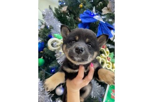 成約済の北海道の柴犬-159621の5枚目