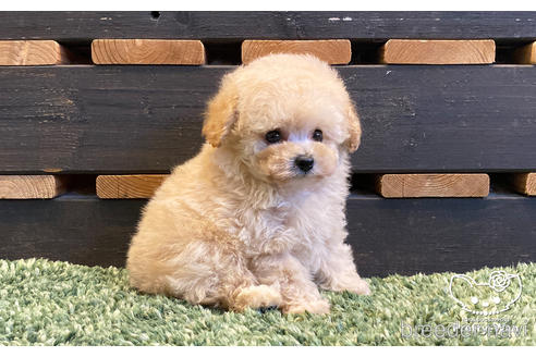 成約済の愛知県のタイニープードル-160553の6枚目