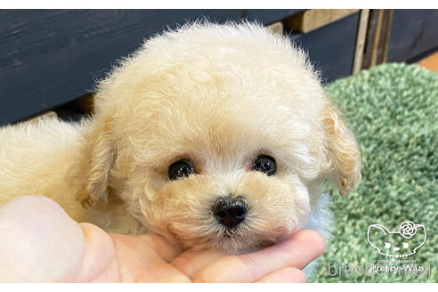 成約済の愛知県のタイニープードル-160553