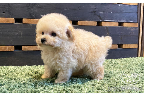 成約済の愛知県のタイニープードル-160553の3枚目