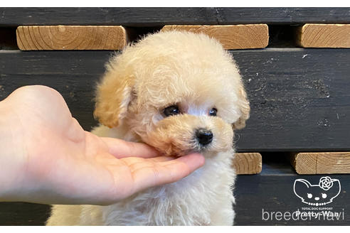 成約済の愛知県のタイニープードル-160553の2枚目