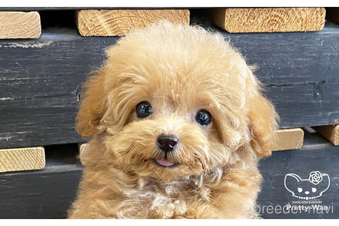 成約済の愛知県のタイニープードル-157042の1枚目