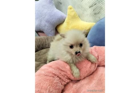 成約済の兵庫県のポメラニアン-160557の7枚目