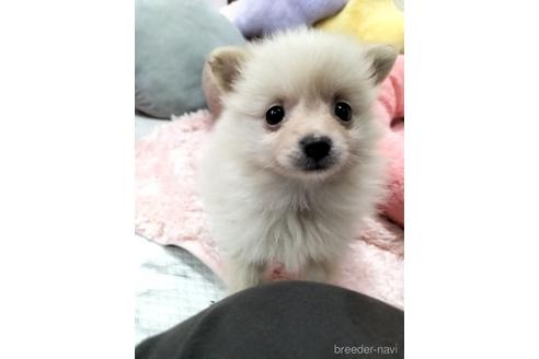 成約済の兵庫県のポメラニアン-160557の10枚目