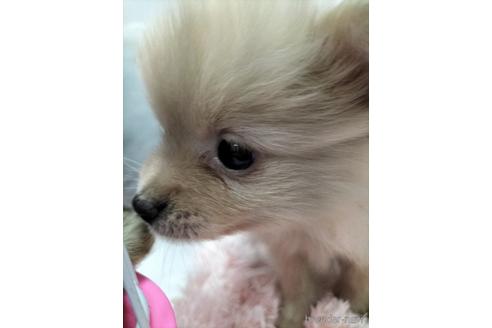 成約済の兵庫県のポメラニアン-160557の2枚目
