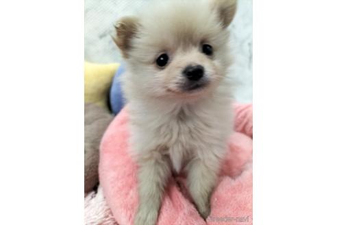 成約済の兵庫県のポメラニアン-160557の1枚目