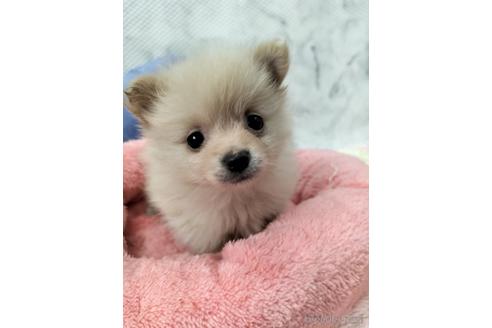 成約済の兵庫県のポメラニアン-160557の3枚目