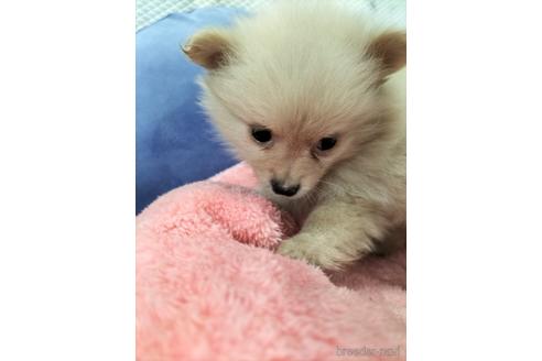 成約済の兵庫県のポメラニアン-160557の4枚目