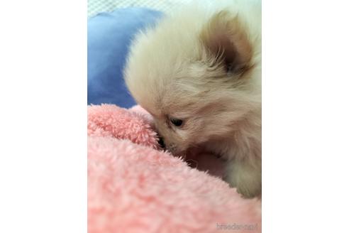 成約済の兵庫県のポメラニアン-160557の5枚目