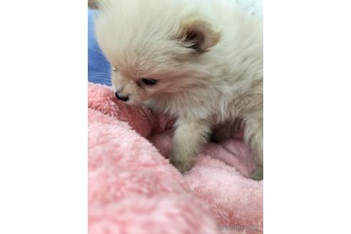 成約済の兵庫県のポメラニアン-160557の6枚目