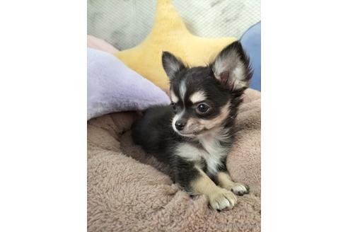 成約済の兵庫県のチワワ(ロングコート)-159709