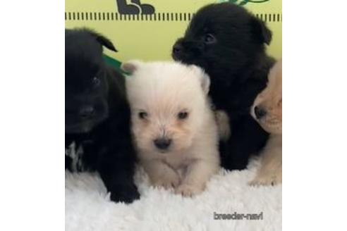 成約済の栃木県のミックス犬-160596の1枚目