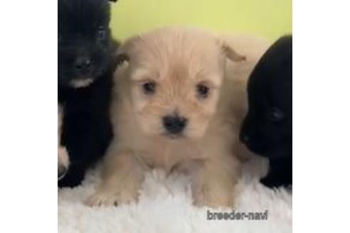 成約済の栃木県のミックス犬-160597の1枚目
