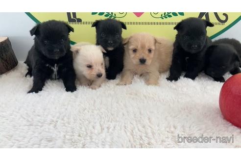 成約済の栃木県のミックス犬-160597の2枚目