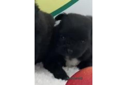 成約済の栃木県のミックス犬-160598の1枚目