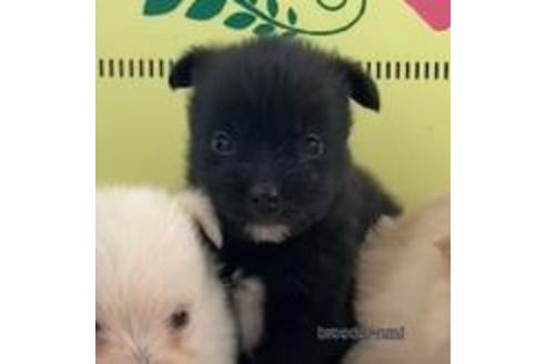 成約済の栃木県のミックス犬-160599の1枚目