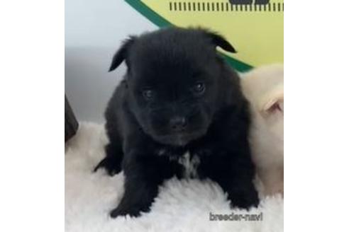 成約済の栃木県のミックス犬-160600の1枚目