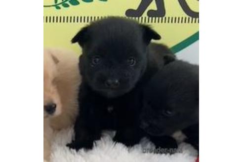成約済の栃木県のミックス犬-160603の1枚目