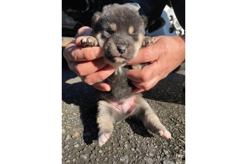 成約済の静岡県の柴犬-160618の1枚目