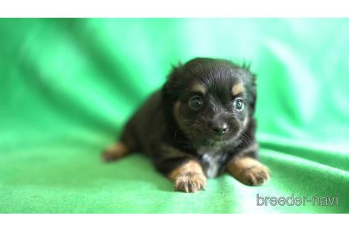 成約済の千葉県のチワックス:チワワ×ミニチュアダックスフンド-160624の2枚目