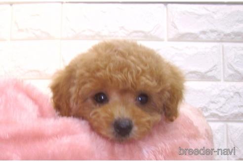 成約済の茨城県のトイプードル-160647の4枚目