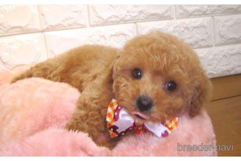 成約済の茨城県のトイプードル-160647の1枚目