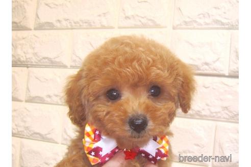 成約済の茨城県のトイプードル-160647の2枚目