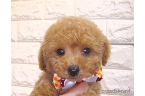 成約済の茨城県のトイプードル-160647の3枚目