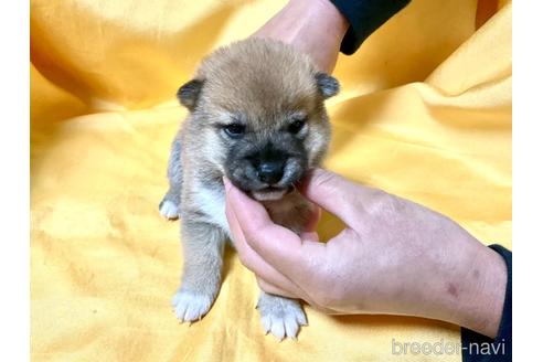 成約済の奈良県の柴犬-160403の3枚目