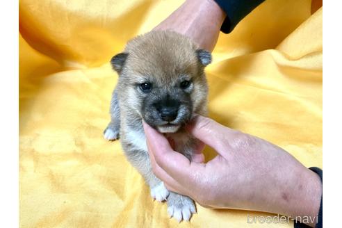 成約済の奈良県の柴犬-160403の4枚目