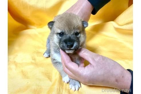 成約済の奈良県の柴犬-160403の1枚目