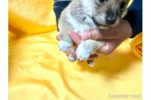 成約済の奈良県の豆柴-160199の6枚目