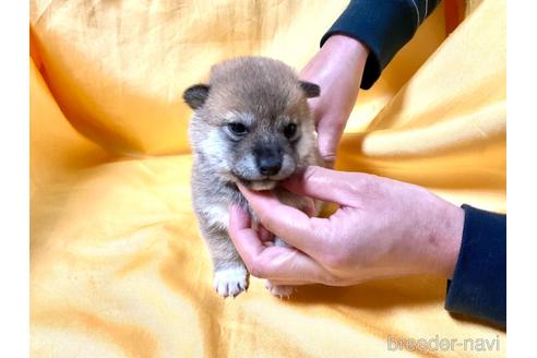 成約済の奈良県の豆柴-160199の3枚目
