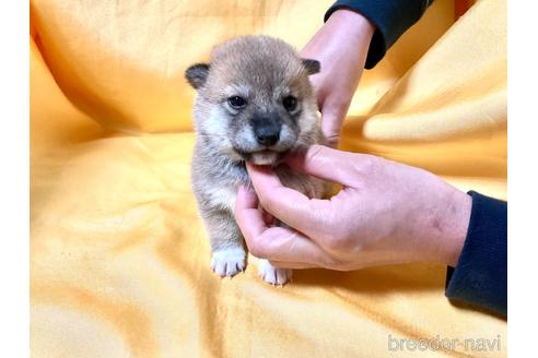 成約済の奈良県の豆柴-160199の1枚目