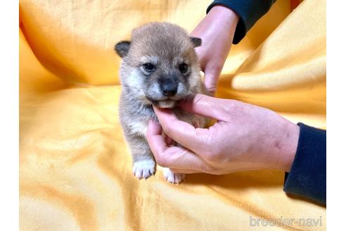 成約済の奈良県の豆柴-160199の2枚目