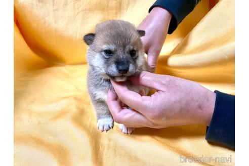 成約済の奈良県の豆柴-160199の5枚目