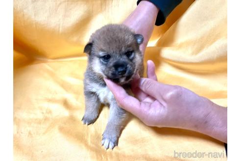 成約済の奈良県の豆柴-160197の4枚目