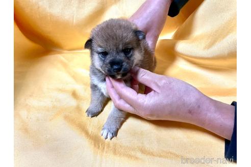 成約済の奈良県の豆柴-160197の2枚目